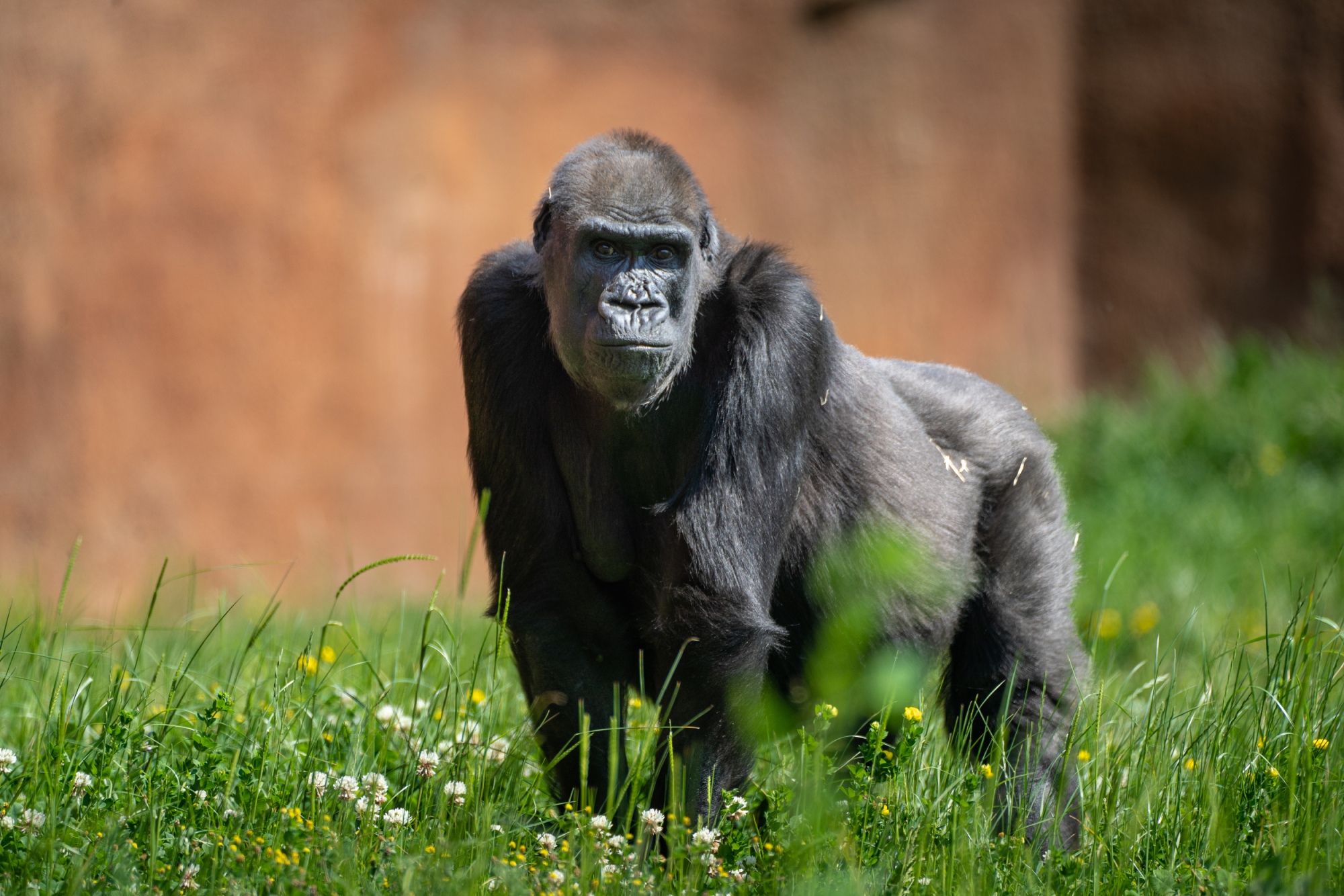 Samice gorilly nížinné Shinda ve venkovní expozici Rezervace Dja. Foto: Petr Hamerník, Zoo Praha