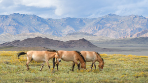 Foto: Jaroslav Šimek